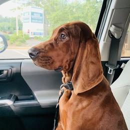 Redbone Coonhound Puppies from Reedy Creek Redbones