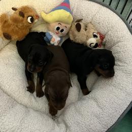Boy 1 - Black and rust male Miniature Pinscher puppy in Michigan from FreeSpirit Miniature Pinschers