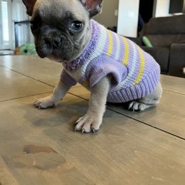 French Bulldog Puppies from Lance Miller