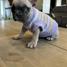 French Bulldog Puppies from Lance Miller