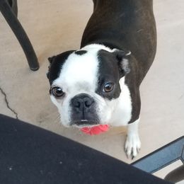 Chloie - Boston Terrier