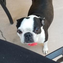Chloie - Boston Terrier