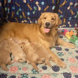 Golden Retriever and Siberian Husky Puppies from Nevani Goldens & Siberians