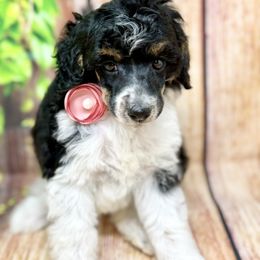 Wednesday - Phantom female Poodle puppy in Billings, Montana from Montanas Beartooth Doodles