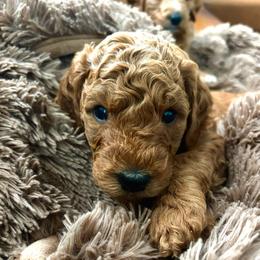 Echo - Red  male Goldendoodle puppy in Payson, Utah from Mountainside Goldendoodle