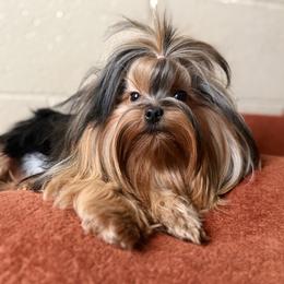 Alohomora - Yorkshire Terrier