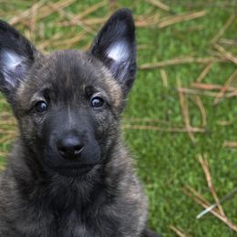Dutch Shepherd and German Shepherd Puppies from Schäfers Weg Shepherds
