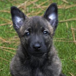 Dutch Shepherd and German Shepherd Puppies from Schäfers Weg Shepherds