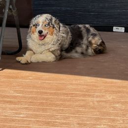 Toy Australian Shepherd Puppies from Honeybee Haven's Toy Aussies
