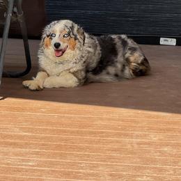 Toy Australian Shepherd Puppies from Honeybee Haven's Toy Aussies