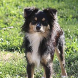 Meeko - Toy Australian Shepherd