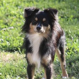 Meeko - Toy Australian Shepherd