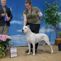 Brekka - Dogo Argentino