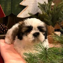 Tessa( Previously Noelle from litter names) - Gold and white female Shih Tzu puppy in North Carolina from WillowCreek Mountain View Shih Tzu