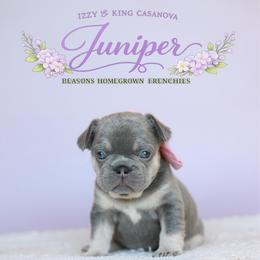 JUNIPER 5000 - Tricolors female French Bulldog puppy in Blue Ridge, Texas from Beason’s HomeGrown Frenchies