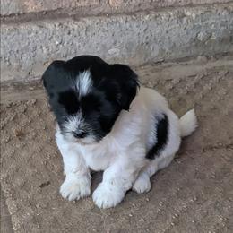 Luna - Parti female Lhasa Apso puppy in Fort Worth, Texas from Cynthia's Lhasa Apsos