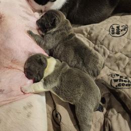 Mercy - Blue tri-color female Bulldog puppy in Callao, Virginia from Northern Neck Bulldogs