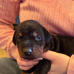 Black Girl - Black and rust female Doberman Pinscher puppy in Centralia, Missouri from TopSpots Farm