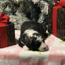 Dasher - Grizzle and white male Sheepadoodle puppy in Chesapeake, Virginia from Doodle-Cove