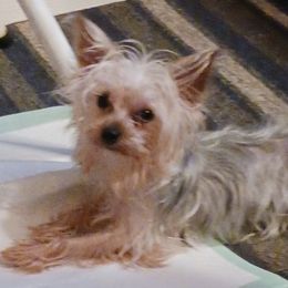 Lucky - Morkie