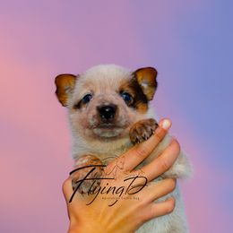 Marietta - Red speckled female Australian Cattle Dog puppy in Fairview, Oklahoma from Flying D Kennels