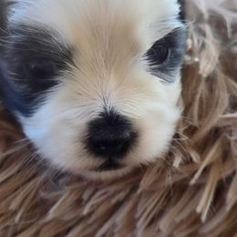 Mal-Shi Puppies from Gemstone Exclusive Pups of Florida