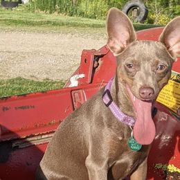 Dachshunds and Rat Terriers from Twin Hickory Ranch