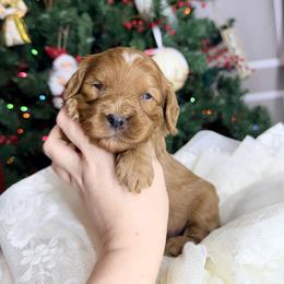 Elsa - Red female Cavapoo puppy in Melissa, Texas from Southern Love Cavapoos & Maltipoos