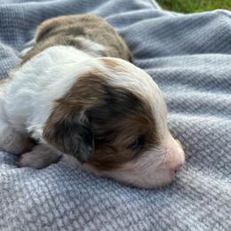 Boy 3 - Blue merle male Aussiedoodle puppy in Reddick, Florida from Cooper’s Mini Doodles