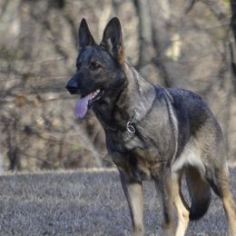 Frito - German Shepherd