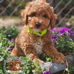 Spanky - Red  male Poodle puppy in Salem, Missouri from Meadowbrook Poodles