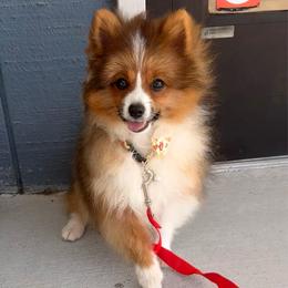 Bear - Orange sable male Pomeranian puppy in San Diego, California from SD Bullies