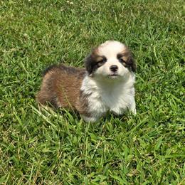3 - FEMALE - Red female Pembroke Welsh Corgi puppy in Harrisburg, Illinois from Parish Corgis