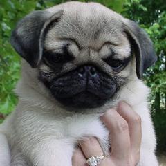 Pugs from Wind Valley Pugs