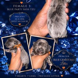 Indigo - Blue female Shih Tzu puppy in Eunice, Louisiana from 4J's Cajun Kennels