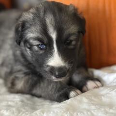 Native American Indian Dog Puppies from Turtle Island NAIDs
