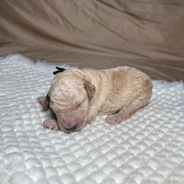 Titan - Cream male Goldendoodle puppy in Palmetto Bay, Florida from SOMIDOODLES