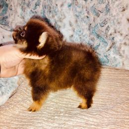 Brownie Boy - Chocolate male Pomeranian puppy in East Mountain, Texas from Fairchild Fancy Pomeranians and Coachella Pomeranians