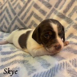 Skye - Piebald female Dachshund puppy in Aiken, South Carolina from State Eight Dachshunds