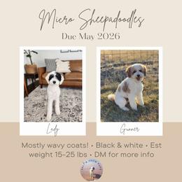 Sheepadoodle puppies from Salt & Snow Pups