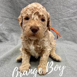 Orange Boy - Apricot male Goldendoodle puppy in Travelers Rest, South Carolina from Bailey Mountain Doodles