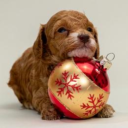Candy - Red  female Poodle puppy in Weston, Florida from Miami Toy Poodles