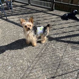 Yogi - Yorkshire Terrier