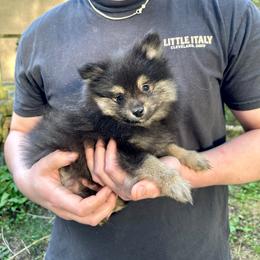 Black boy with white mismarks 5oz 1day old - Black male Pomeranian puppy in Madison, Ohio from PawSitive Therapy Pomeranians