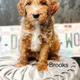 Brooks - Apricot male Goldendoodle puppy in Pasco, Washington from Camp Doodle Woods