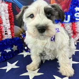 Kody - Parti male Miniature Schnauzer puppy in Sylvania, Georgia from Southern Sky Miniature Schnauzers