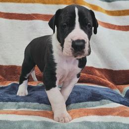 Puppy 5, S - Mantle male Great Dane puppy in Castle Rock, Washington from Uber Alles Great Danes