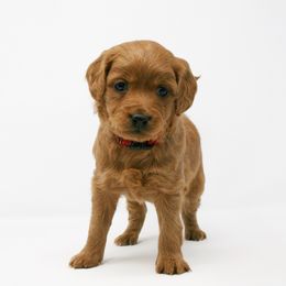 Goldendoodle Puppies from Magic Valley Goldendoodles