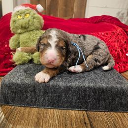 Lt Blue collar - Blue merle male Bernedoodle puppy in Shelby, North Carolina from Forever Grateful Doodles