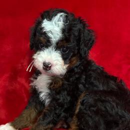 Lightning - Tri-color male Bernedoodle puppy in Bradenton, Florida from Peanut Butter Doodles